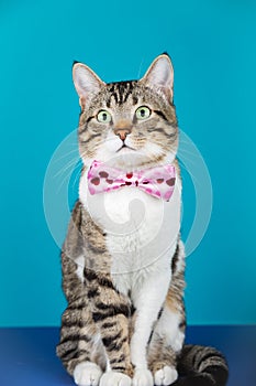 Cat with a bow sitting and looking to camera