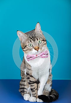 Cat with a bow sitting and looking to camera