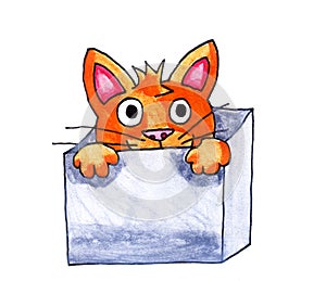 Cat in a Box