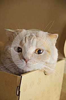 Cat in a box