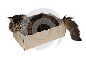 Cat in a box 3