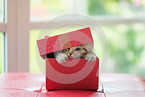 Cat in the box