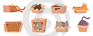 Cat in box. Funny kitty playing and sitting in cardboard box gift with domestic animal package with pets exact vector