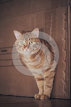 Kočka v krabice 