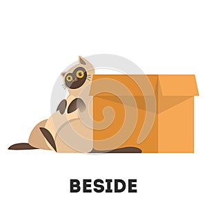 Cat and box. Learning preposition concept. Animal behind