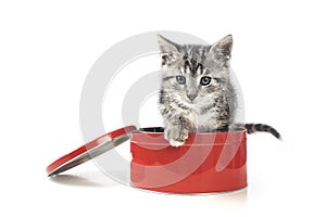 A cat in a box in my studio