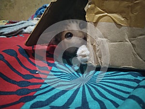 the cat is in the box and peeking