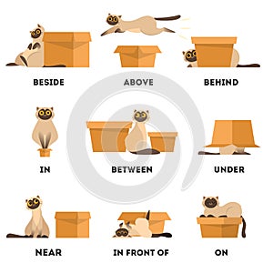 Cat and box set. Learning preposition concept. Animal above