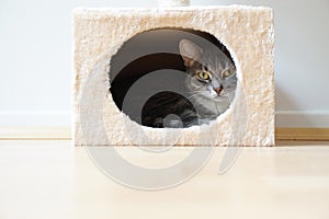 Cat in box shaped hideaway photo
