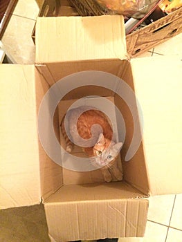 Cat in box