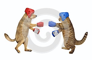 Cat boxing with dog 2