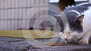 Cat Breakfast on Rough Pavement