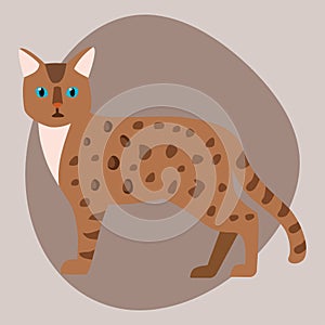 Cat breed bengal leopard cute pet brown fluffy leopard adorable cartoon animal and pretty fun play feline sitting mammal