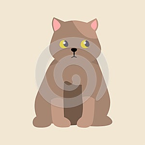 Cat breed british shorthair cute pet portrait fluffy young adorable cartoon animal and pretty fun brown feline mammal