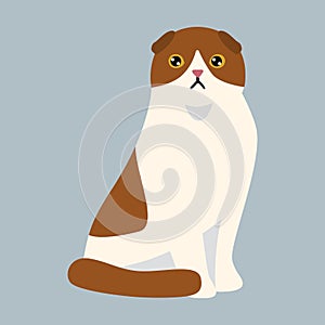 Cat breed british shorthair cute pet white red fluffy adorable cartoon animal and pretty fun play feline sitting mammal