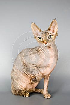 Cat of breed the Canadian sphynx