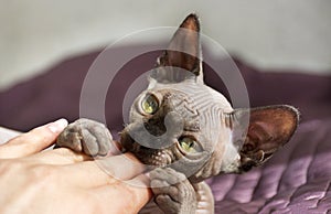 Cat breed the canadian Sphynx playing with a man, bites the man`