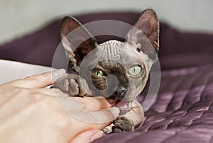 Cat breed the canadian Sphynx playing with a man, bites the man`