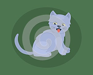 Cat breed cute kitten gray pet portrait fluffy young adorable cartoon animal and pretty fun play feline sitting mammal