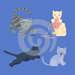 Cat breed cute kitten pet portrait fluffy young adorable cartoon animal and pretty fun play feline sitting mammal