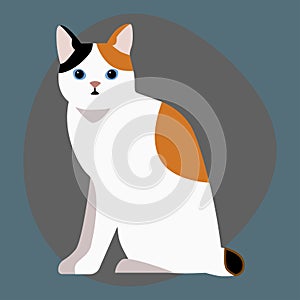 Cat breed cute pet portrait fluffy white black red adorable cartoon animal and pretty fun play feline sitting mammal