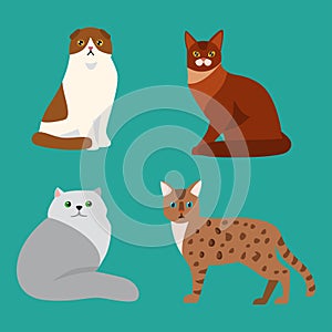 Cat breed cute pet portrait fluffy young adorable cartoon animal and pretty fun play feline sitting mammal domestic