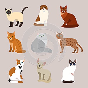 Cat breed cute pet portrait fluffy young adorable cartoon animal and pretty fun play feline sitting mammal domestic