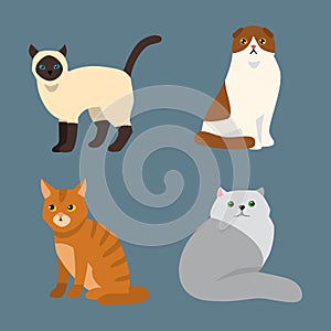 Cat breed cute pet portrait fluffy young adorable cartoon animal and pretty fun play feline sitting mammal domestic