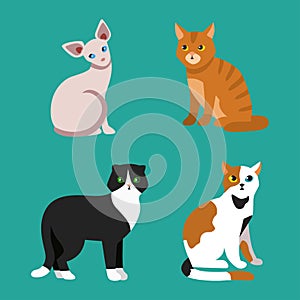 Cat breed cute pet portrait fluffy young adorable cartoon animal and pretty fun play feline sitting mammal domestic