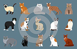 Cat breed cute pet portrait fluffy young adorable cartoon animal and pretty fun play feline sitting mammal domestic