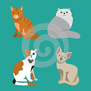 Cat breed cute pet portrait fluffy young adorable cartoon animal and pretty fun play feline sitting mammal domestic