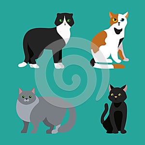 Cat breed cute pet portrait fluffy young adorable cartoon animal and pretty fun play feline sitting mammal domestic