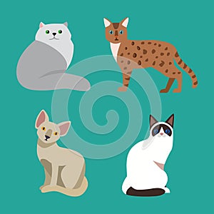 Cat breed cute pet portrait fluffy young adorable cartoon animal and pretty fun play feline sitting mammal domestic