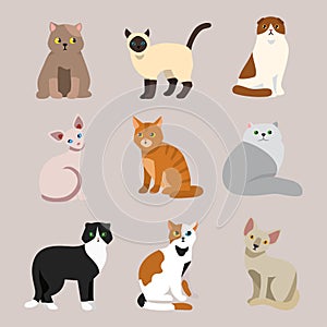 Cat breed cute pet portrait fluffy young adorable cartoon animal and pretty fun play feline sitting mammal domestic