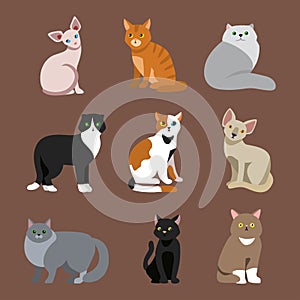 Cat breed cute pet portrait fluffy young adorable cartoon animal and pretty fun play feline sitting mammal domestic