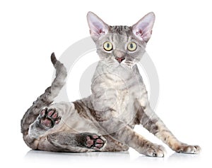 Cat breed Devon Rex