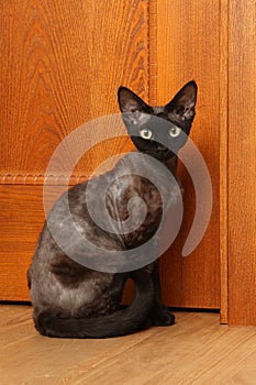 Cat breed Devon Rex
