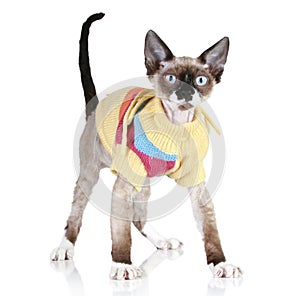 Cat breed Devon-rex in a sweater