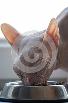 Cat breed Don Sphynx sitting in the kitchen and eat from their bowls, BARF, granules, varied diet, feeding hungry