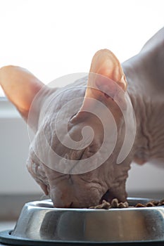 Cat breed Don Sphynx sitting in the kitchen and eat from their bowls, BARF, granules, varied diet, feeding hungry