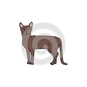 cat breed havana brown contour sketch doodle illustration.