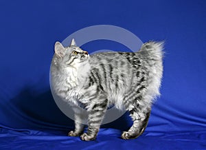 Cat of breed Kuril bobtail photo