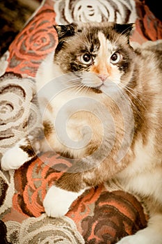 Cat breed of lop-eared close up