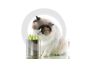 cat breed Ragdoll eats grass from a tin, on a white background