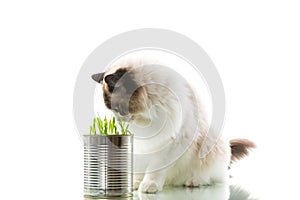 cat breed Ragdoll eats grass from a tin, on a white background