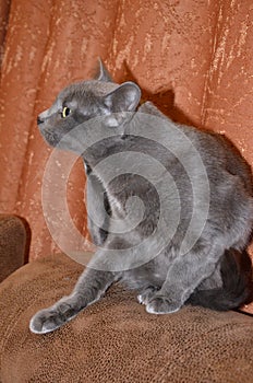 Cat breed Russian blue gray silver-gray color with green-yellow eyes.