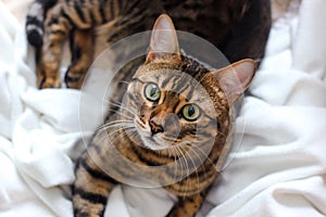 A cat breed Savannah lies on a white bed linen and large eyes looks in cell. Photo of a cat