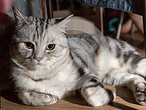 Cat of breed Scot lies on a wooden floor photo