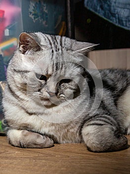 Cat of breed Scot lies on a wooden floor photo