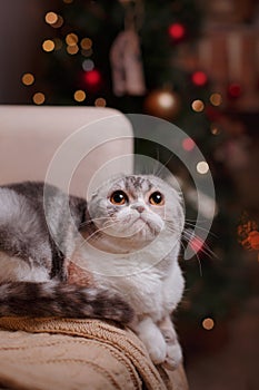 Cat breed Scottish Fold, Christmas and New Year